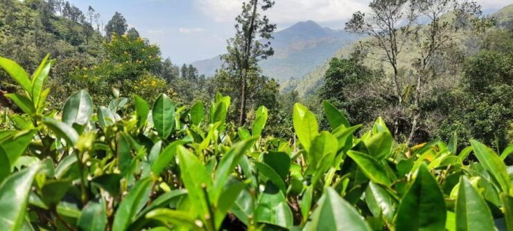 Ella Jungle Trail W Tush - Itinerary Details and Pickup Locations