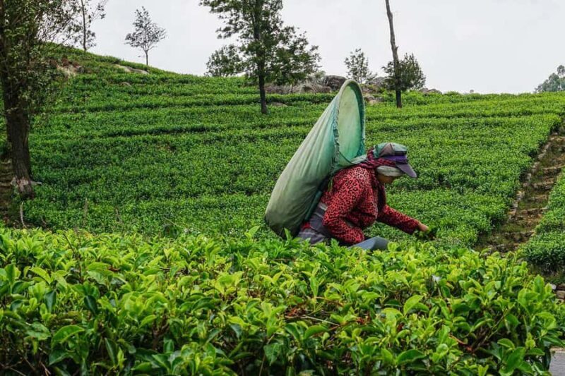 ELLA Lipton Seat Tea Test & Pluck 9Arch, Waterfalls, & Food - In-Depth Look at Each Stop