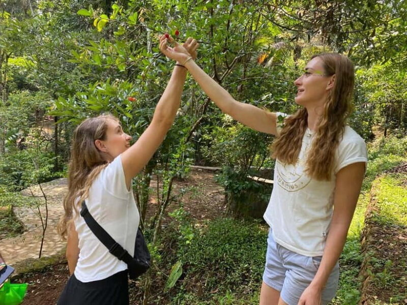 Ella: Nine Arch Spice Garden Tour with Traditional Lunch - A Complete Look at the Ella Nine Arch Spice Garden Tour