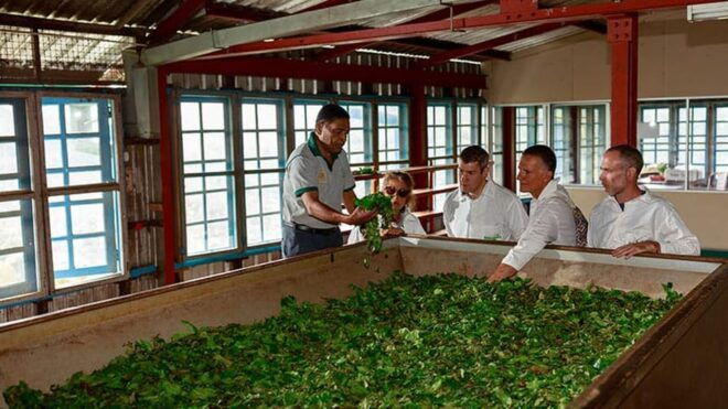 Ella :- Private TukTuk Transfer to Halpewaththa Tea Factory - Highlights of the Experience