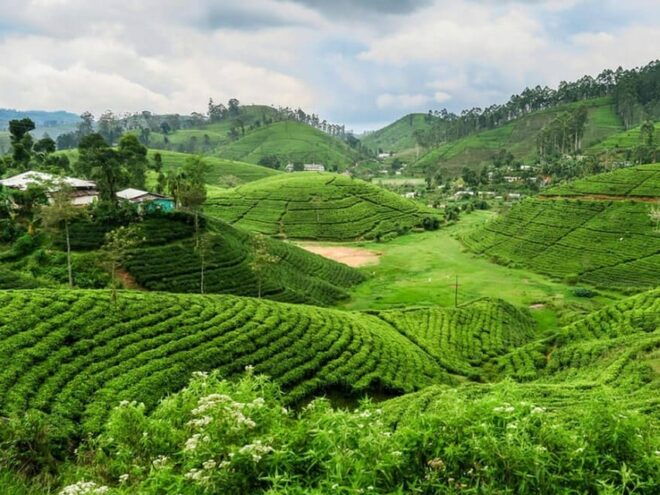 Ella :- Private TukTuk Transfer to Halpewaththa Tea Factory - Inclusions and Exclusions