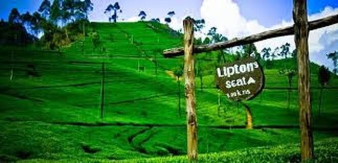 Ella :- Private TukTuk Transfer to Liptonseat & Tea Factory - Tour Highlights