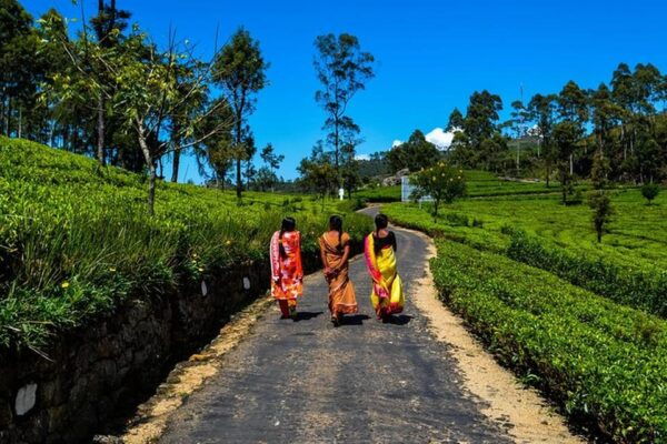 Ella :- Private TukTuk Transfer to Liptonseat & Tea Factory - Tips for Travelers