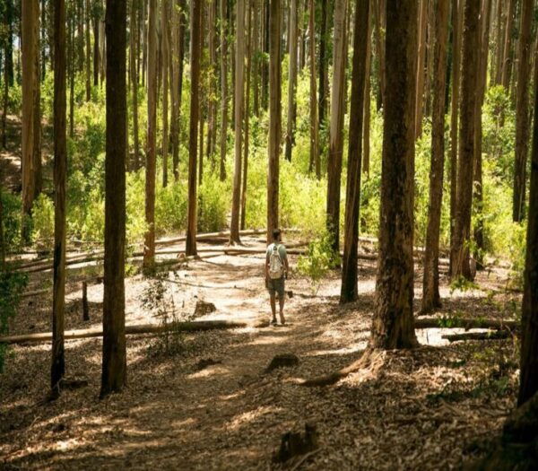 Ella Rock Hiking Tours - Optional Black Cab for Transportation