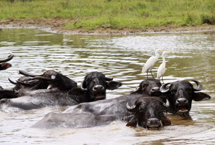 Ella: Safari Day Trip to Yala & Udawalawe W/ Picnic Lunch - Booking Details