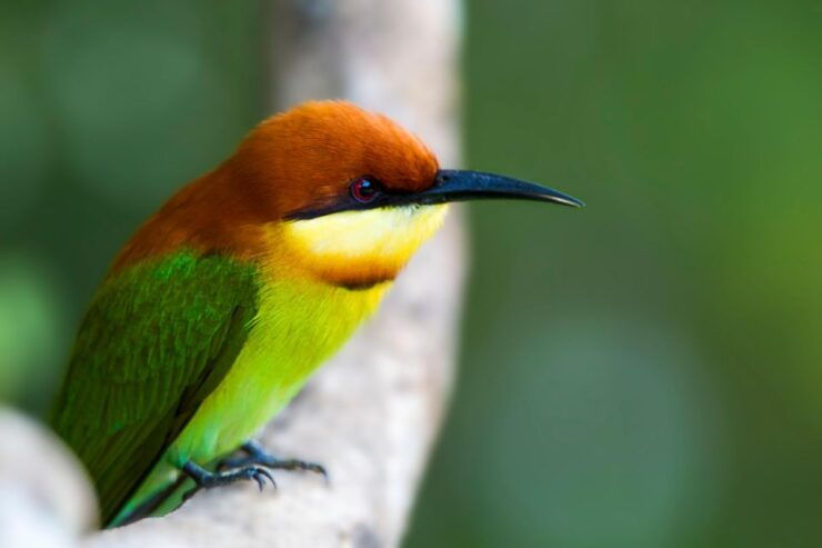 Ella: Safari Day Trip to Yala & Udawalawe W/ Picnic Lunch - Booking Details