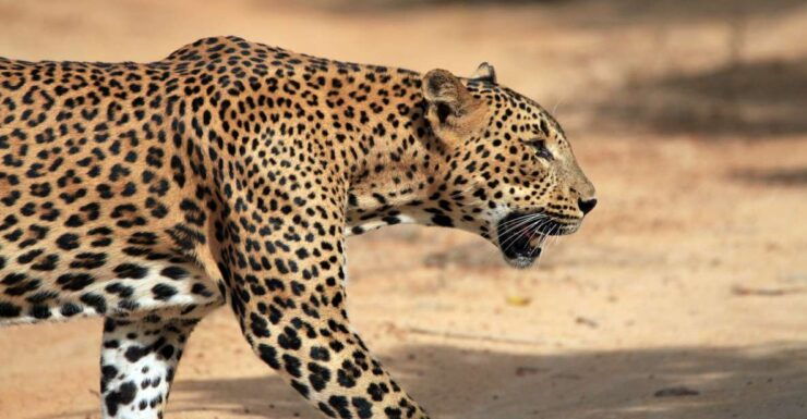 Ella: Safari Day Trip to Yala & Udawalawe W/ Picnic Lunch - Booking Details & Pricing