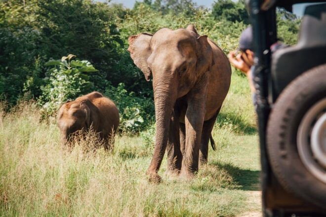 Ella: Safari Day Trip to Yala & Udawalawe W/ Picnic Lunch - Highlights of the National Parks