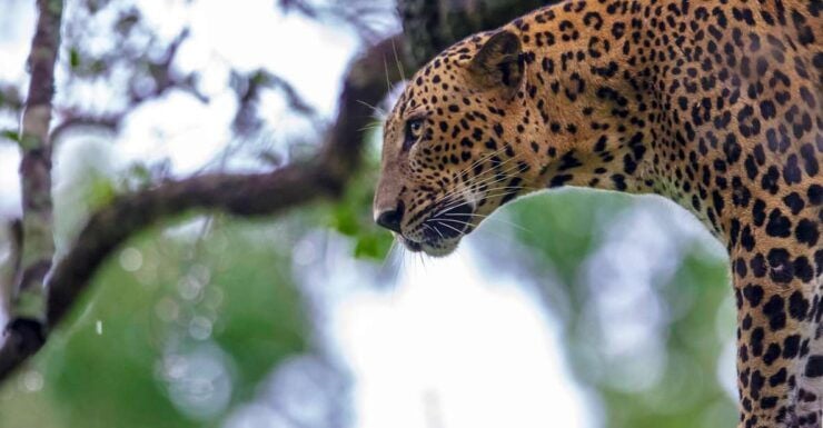 Ella: Safari Day Trip to Yala & Udawalawe With Lunch - Booking Details