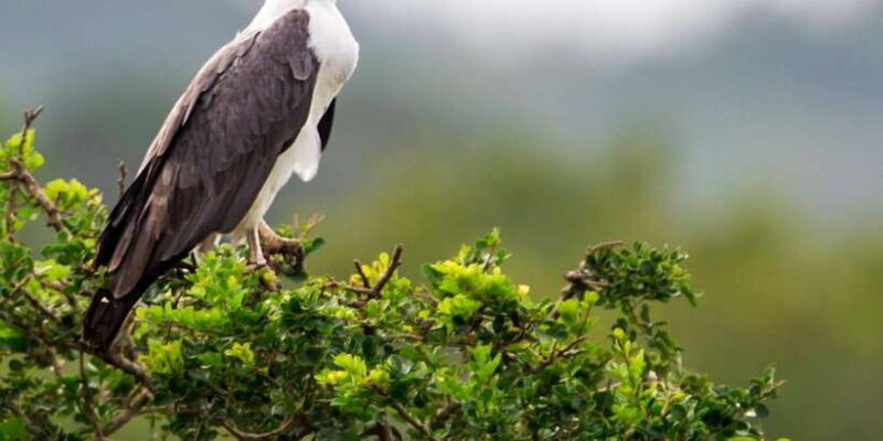 Ella Safari Jeep Tour: Nine Arches, Peaks & Waterfalls - Good To Know