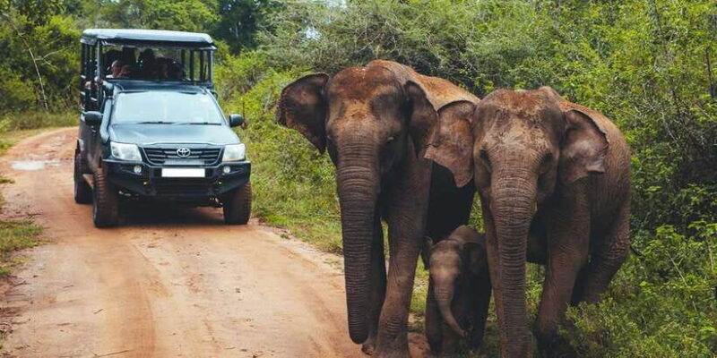 Ella: Shuttle to Tangalle/Mirissa/Galle & Udawalawa Safari - Who Should Book This Tour?