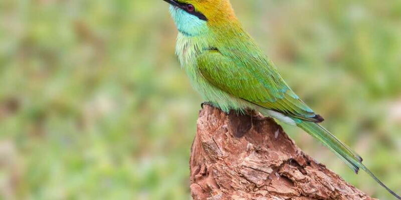 Ella: Shuttle to Tangalle/Mirissa/Galle & Udawalawa Safari - Final Thoughts