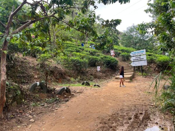 Ella: Tea Factory, Train, and Nine Arch Day Tour With Pickup - Common Questions