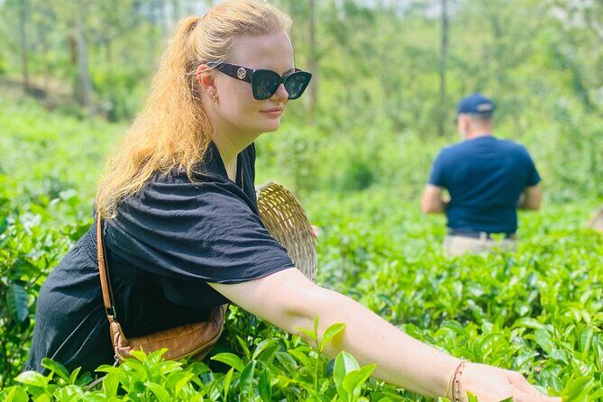 Ella Tea Making Experience Tour With Tasting & Snacks - Practical Details and What to Expect