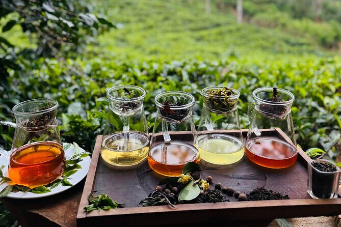 Ella Tea Making Experience Tour With Tasting & Snacks - Who Should Consider This Tour?