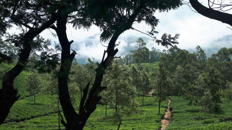 Ella: The Pekoe Trail Stage 16 - Ella to Demodara - Is This Tour Right for You?