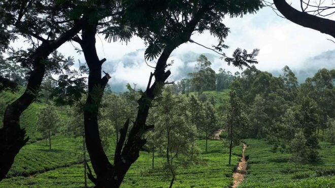 Ella: The Pekoe Trail Stage 16 - Ella to Demodara - Tips for Hikers
