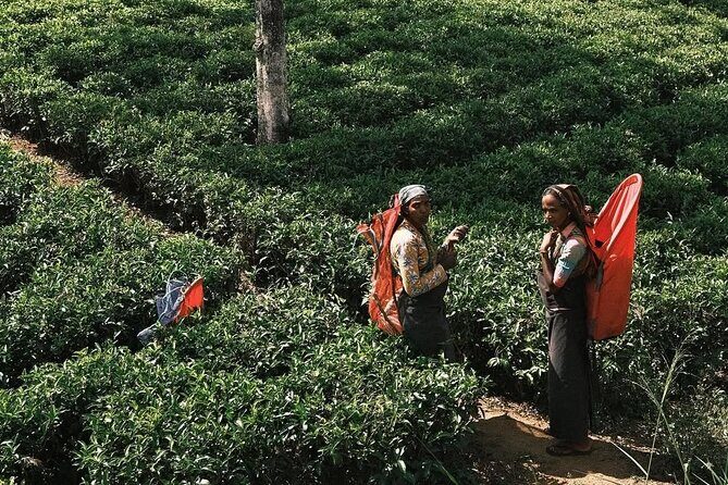 Ella to Ambewela Scenic Train Journey with Reserved Seats Ticket - Who Should Consider This Experience?