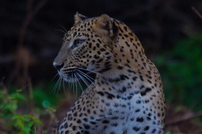 Ella to Galle Shuttle & Yala Safari Drive with Breakfast - The Journey Begins: From Ella to the Wilderness