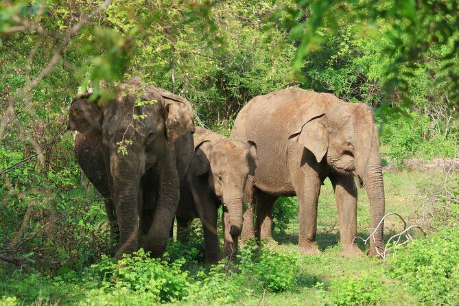 Ella to Galle Shuttle & Yala Safari Drive with Breakfast - Lunugamvehera National Park: A Peaceful Wildlife Sanctuary