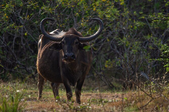 Ella to Galle Shuttle & Yala Safari Drive with Breakfast - The Food and Photos