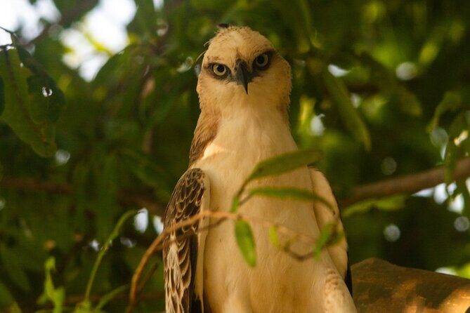 Ella to Galle Shuttle & Yala Safari Drive with Breakfast - Seamless Transfers and Practical Details