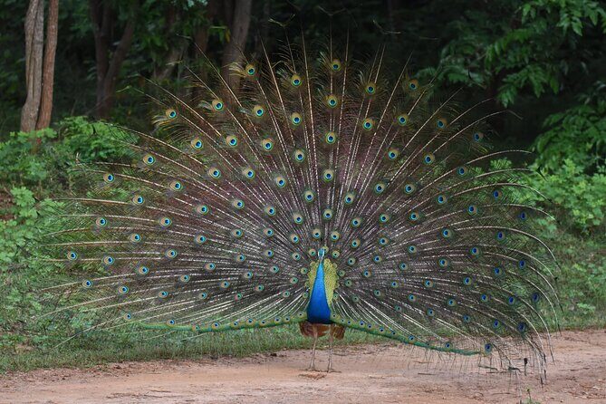 Ella to Galle Shuttle & Yala Safari Drive with Breakfast - Who Is This Tour Best For?