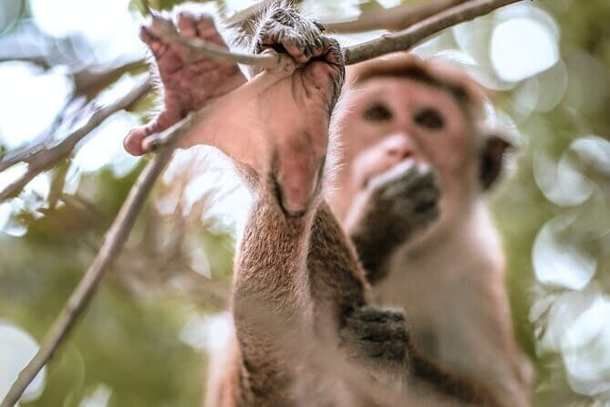 Ella to Mirissa Shuttle & Udawalawe Safari Drive with Breakfast - FAQ