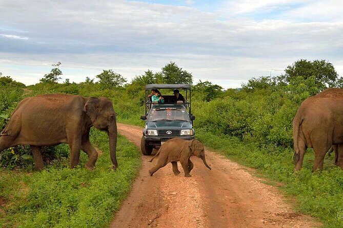 Ella to Udawalawa Wildlife Safari and Drop Down South - Good To Know