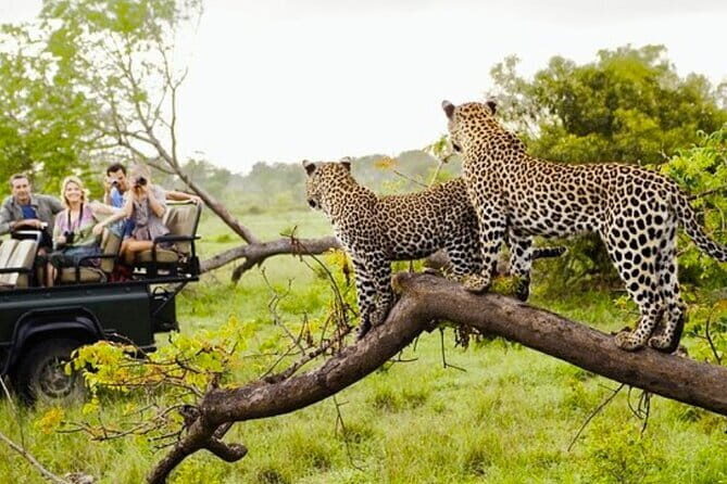 Ella To Yala National Park Private Transport - What to Expect from the Ella to Yala National Park Private Transfer