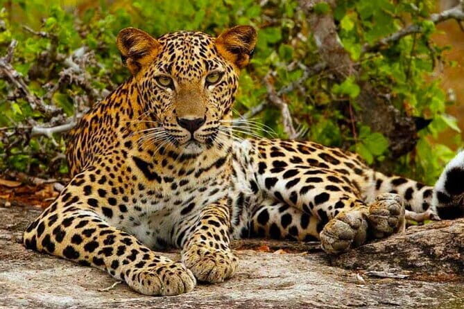 Ella To Yala National Park Private Transport - The Real Experience: What Travelers Say