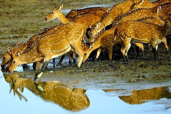 Ella To Yala National Park Private Transport - Who Should Consider This Service?