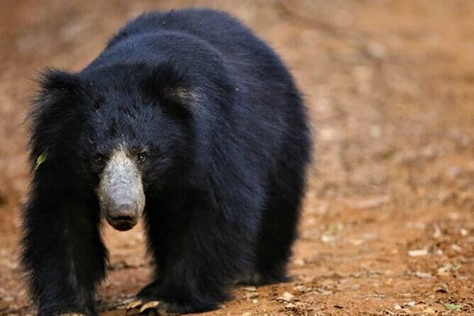 Ella To Yala National Park Private Transport - The Experience: Pros and Cons Based on Actual Feedback