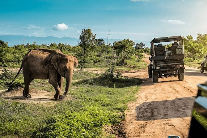 Ella to YALA SAFARI TOUR & Galle/Unawatuna/Mirissa/Tangalle drop - Who Will Love This Tour?