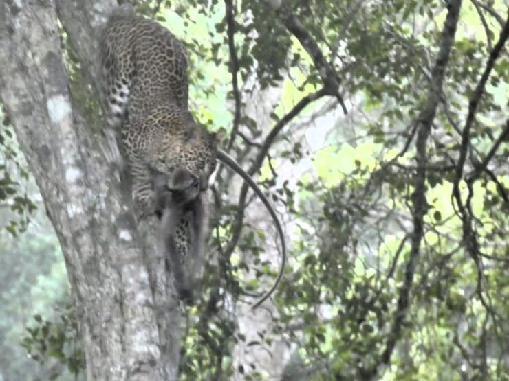 Ella to Yala Safari W Tush - Yala National Park Highlights