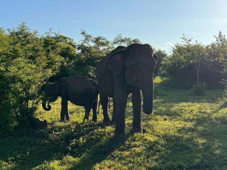 Ella to Yala Safari W Tush - Yala Wildlife Sightings