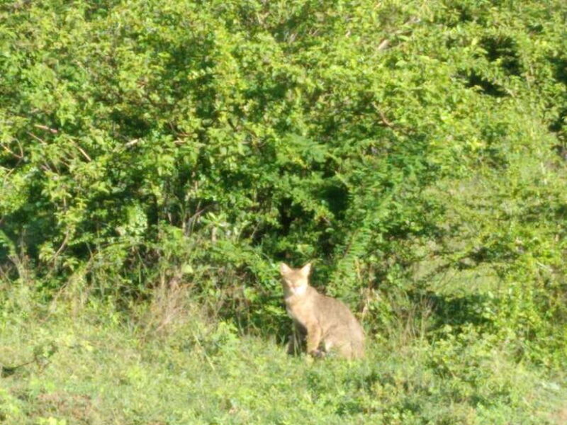 Ella: Transfer to Mirissa/Galle/Hikkaduwa & Udawalawe Safari - The Sum Up