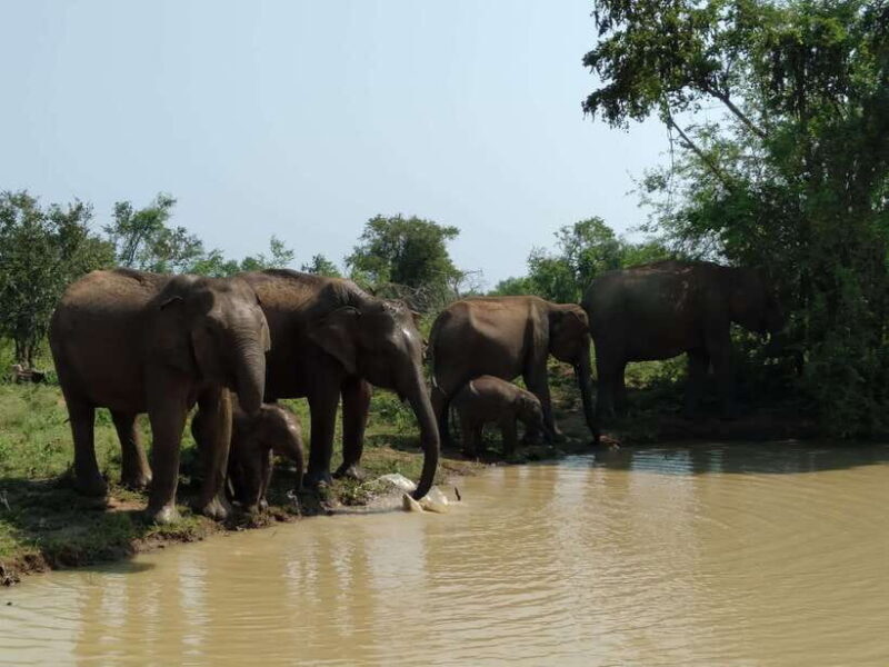 Ella: Transfer to Mirissa/Galle/Hikkaduwa & Udawalawe Safari - FAQ