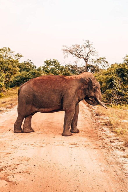 Ella: Transfer to Mirissa/Galle W YALA & UDAWALAWA Safaris - Udawalawe National Park Experience