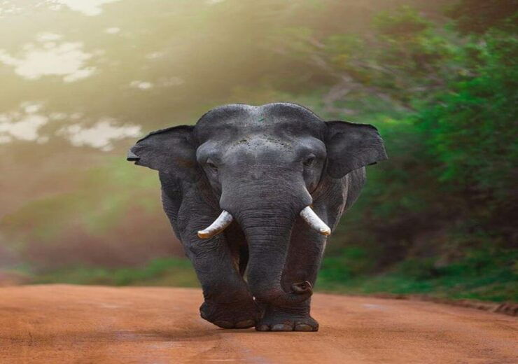 Ella: Transfer to Southern Coast via Udawalawe/Yala Safari - Transportation and Itinerary