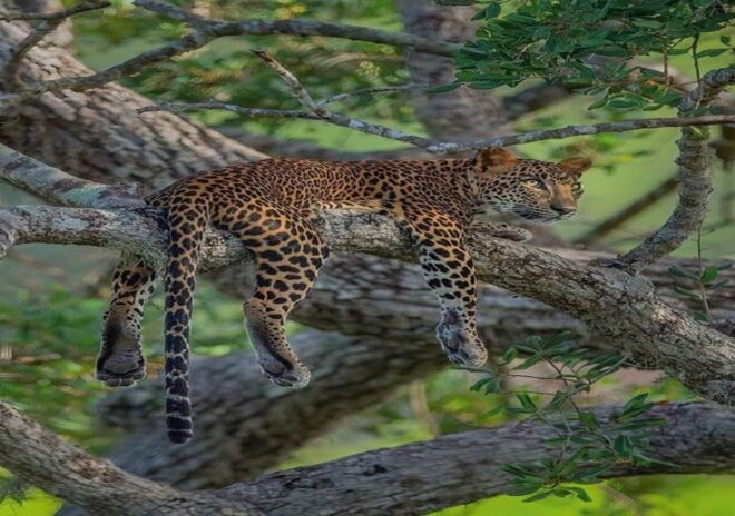 Ella: Transfer to Southern Coast via Udawalawe/Yala Safari - Inclusions and Amenities