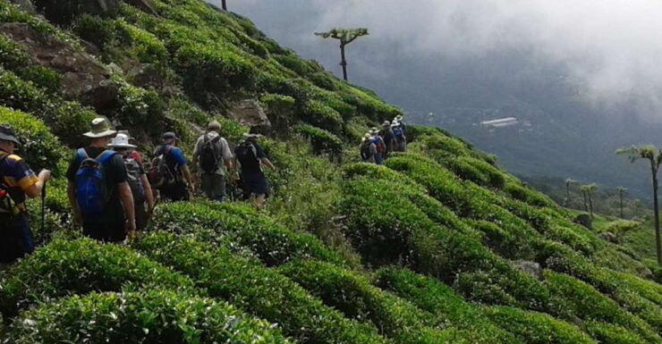 Ella: Trekking Through Sri Lankan Tea Plantation & Picnic - Activity Details