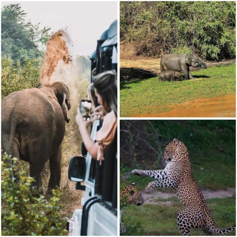 Ella: Udawalawe National Park Safari with Pickup - An In-Depth Look at the Ella: Udawalawe Safari Experience
