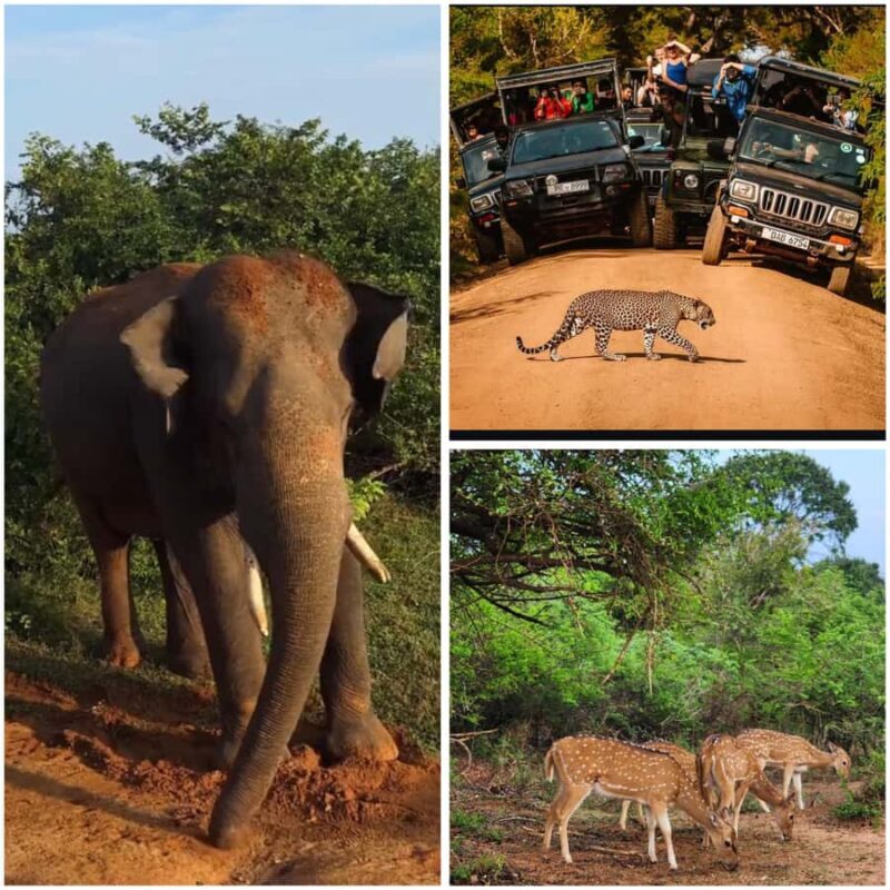 Ella: Udawalawe National Park Safari with Pickup - What to Expect from the Ella Udawalawe Safari