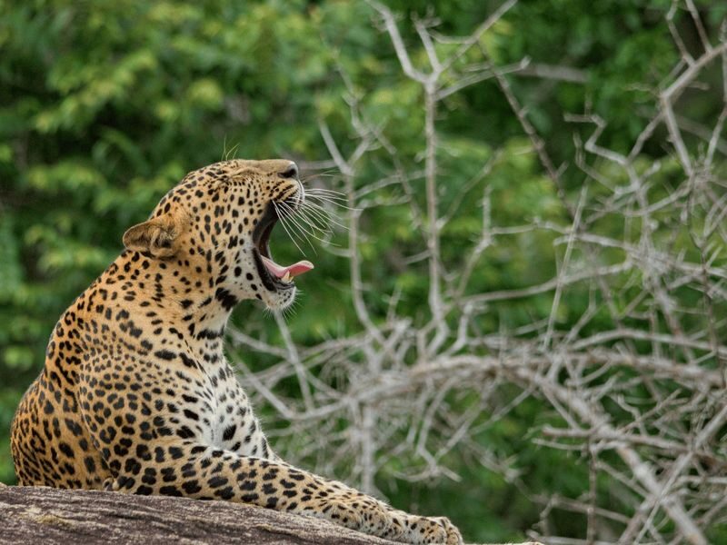 Ella, Yala & Kandy 2 Days All Inclusive Private Tour - Elephant Transit Home and the Little Adam’s Peak question