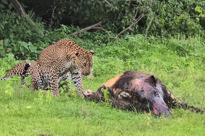 Ella, Yala & Mirissa: Nature and Adventure Escape All Inclusive - Introduction