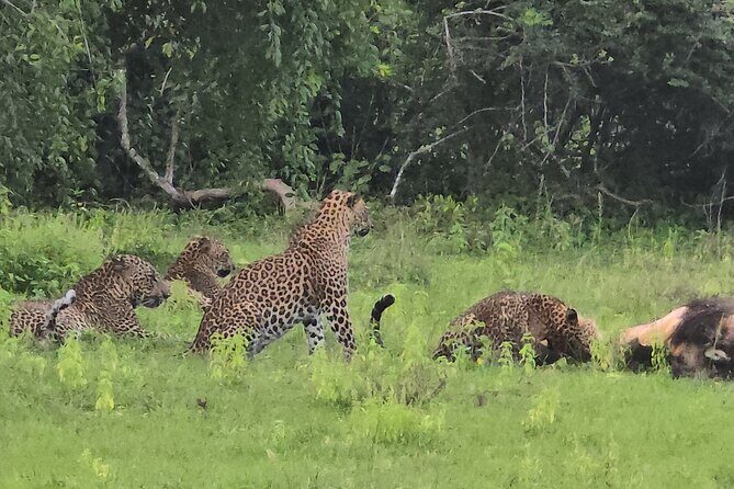 Ella, Yala & Mirissa: Nature and Adventure Escape All Inclusive - The Value of This Tour