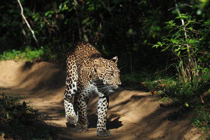 Ella, Yala & Mirissa: Nature and Adventure Escape All Inclusive - Final Thoughts