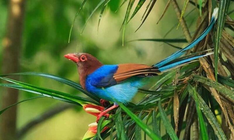 Ella: Yala National Park Safari with Coastal Drop-Off - Transportation and Logistics: What You Need to Know