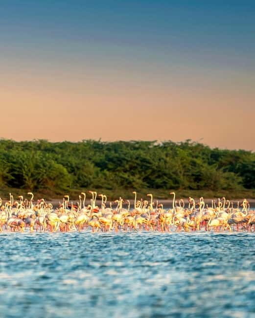 Ella : Yala Safari Drop : Arugambay / Arugam bay / Pottuvil - Who Should Consider This Tour?